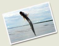 Costa Rica Tarpon Fishing